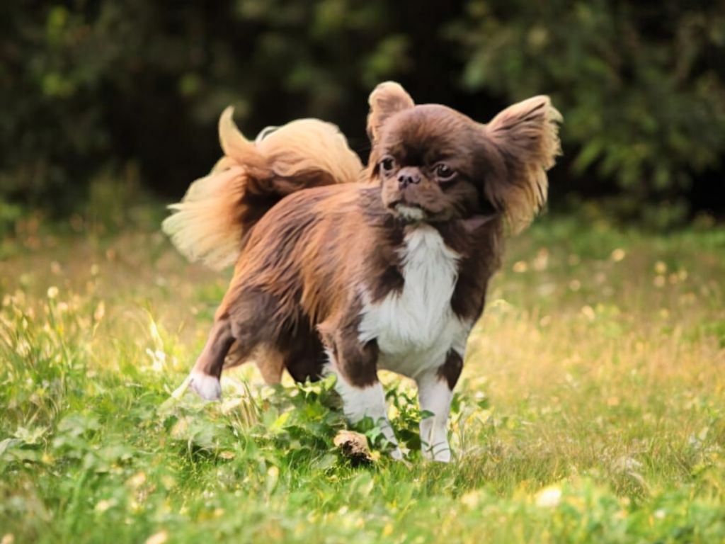 Les Chihuahua de l'affixe De L'écrin Des Précieuses