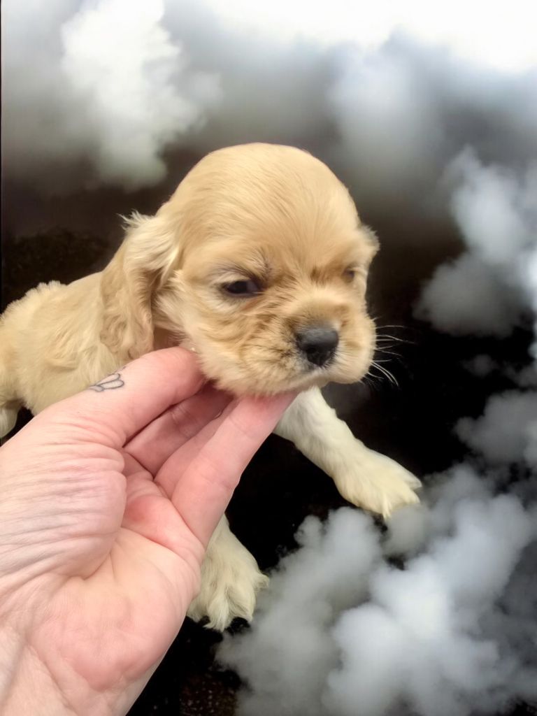 De L'écrin Des Précieuses - Chiot disponible  - American Cocker Spaniel