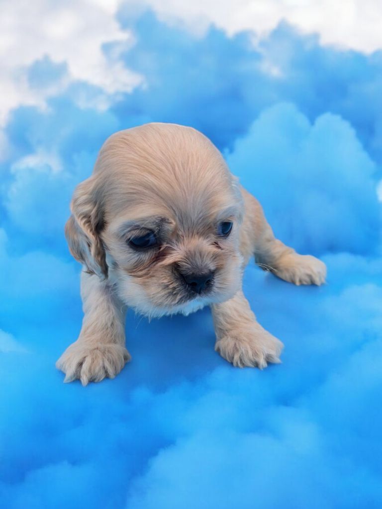 De L'écrin Des Précieuses - Chiot disponible  - American Cocker Spaniel