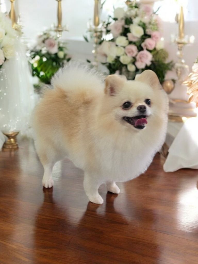 belle boule de marie Hali marta