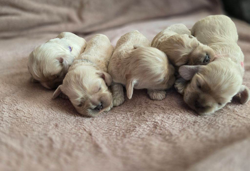Chiots blonds juillet 2025