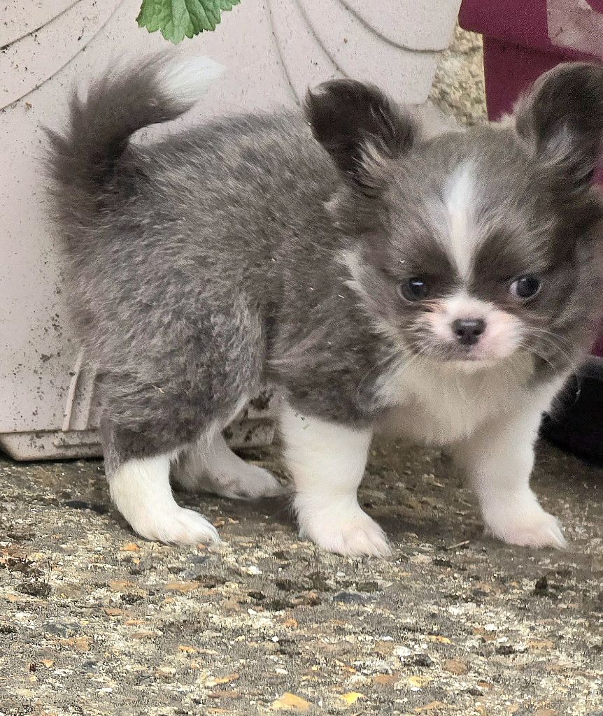 De L'écrin Des Précieuses - Chiots disponibles - Chihuahua