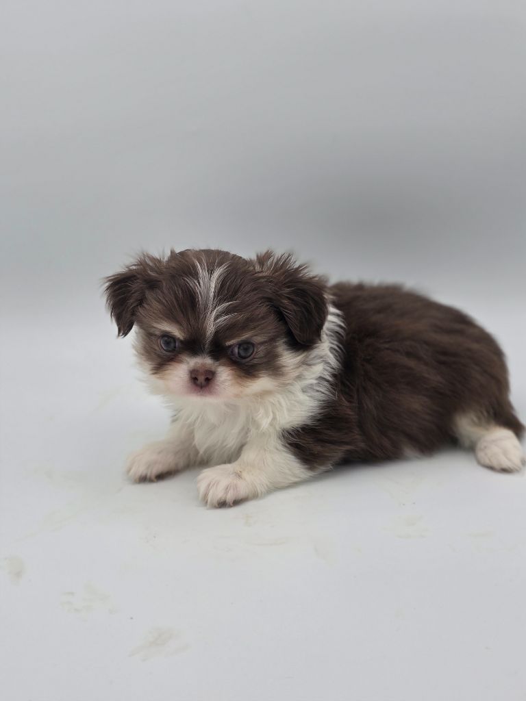 De L'écrin Des Précieuses - Chiots disponibles - Chihuahua