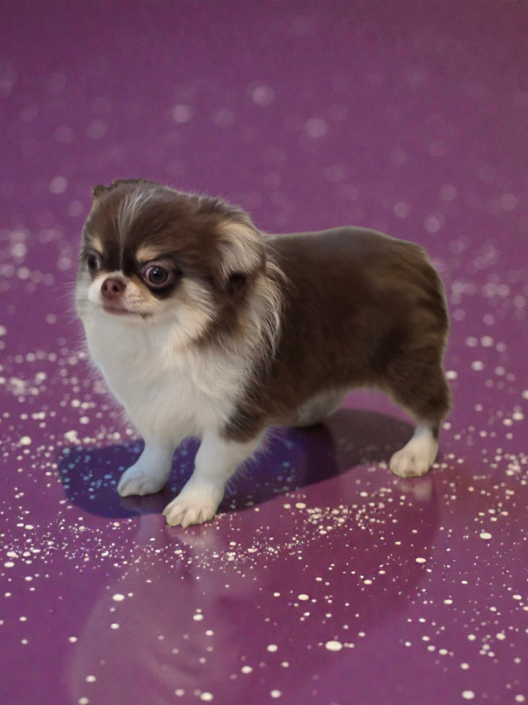 De L'écrin Des Précieuses - Chiots disponibles - Chihuahua