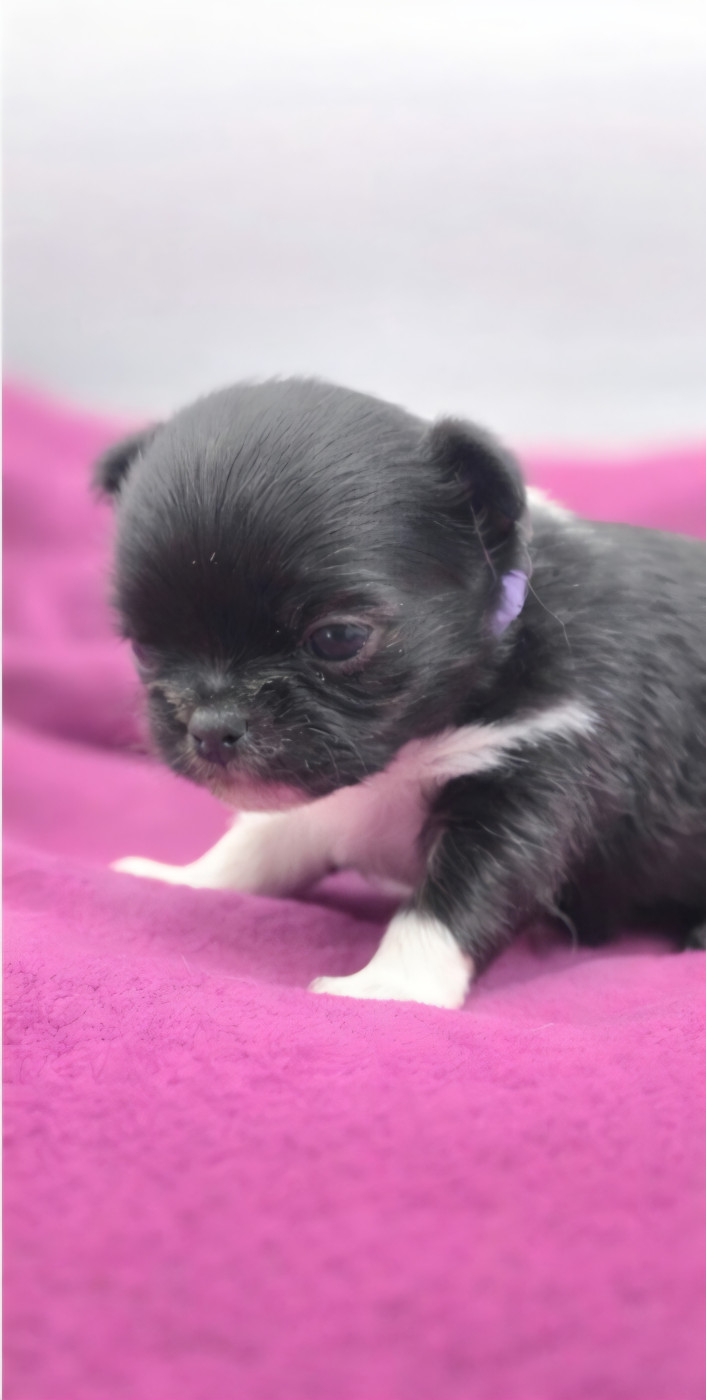 De L'écrin Des Précieuses - Chiots disponibles - Chihuahua