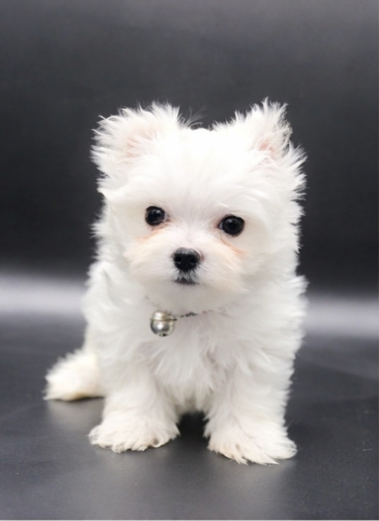 De L'écrin Des Précieuses - Chiots disponibles - Bichon maltais