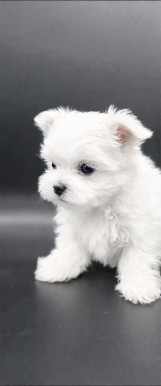 De L'écrin Des Précieuses - Chiots disponibles - Bichon maltais