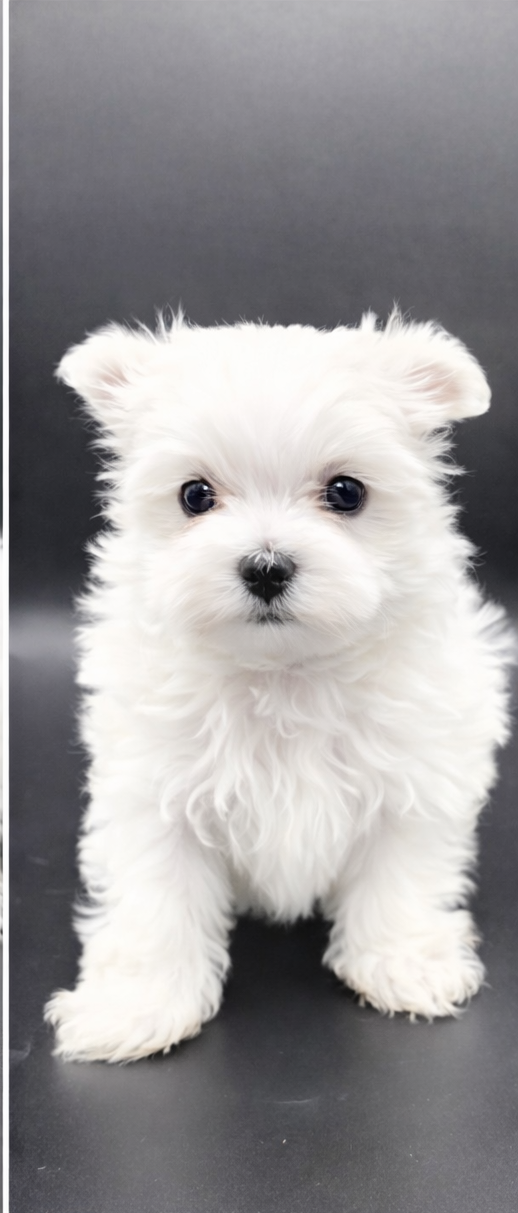 De L'écrin Des Précieuses - Chiots disponibles - Bichon maltais