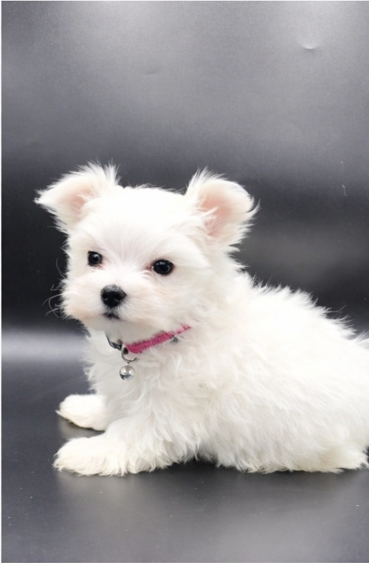 De L'écrin Des Précieuses - Chiots disponibles - Bichon maltais