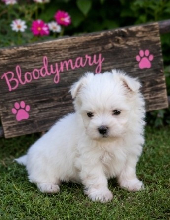 De L'écrin Des Précieuses - Chiots disponibles - Bichon maltais