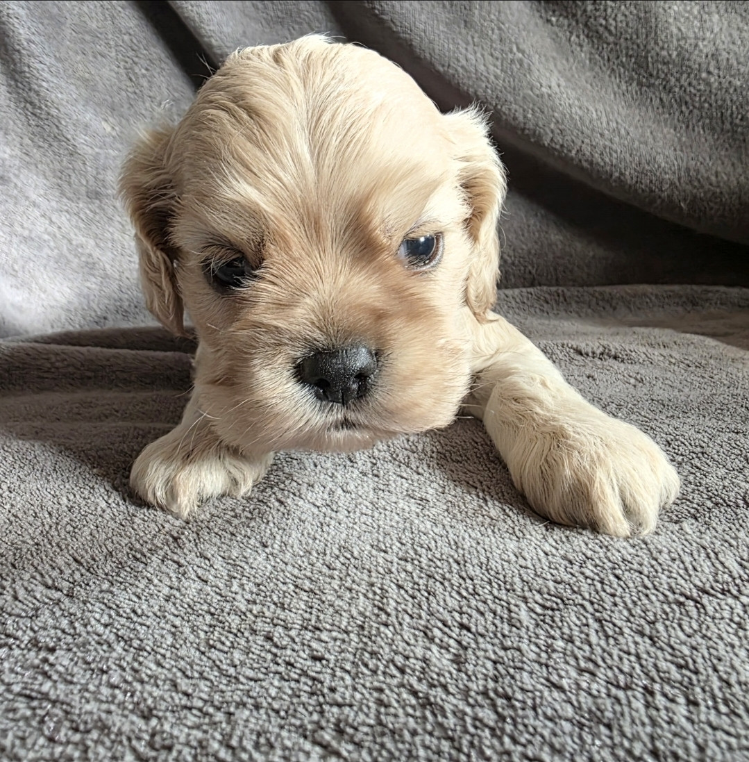 De L'écrin Des Précieuses - Chiots disponibles - American Cocker Spaniel