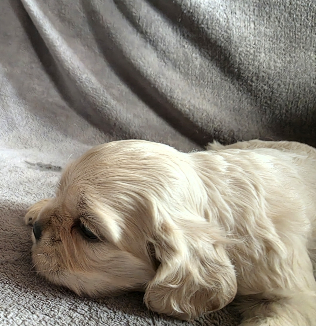 De L'écrin Des Précieuses - Chiots disponibles - American Cocker Spaniel
