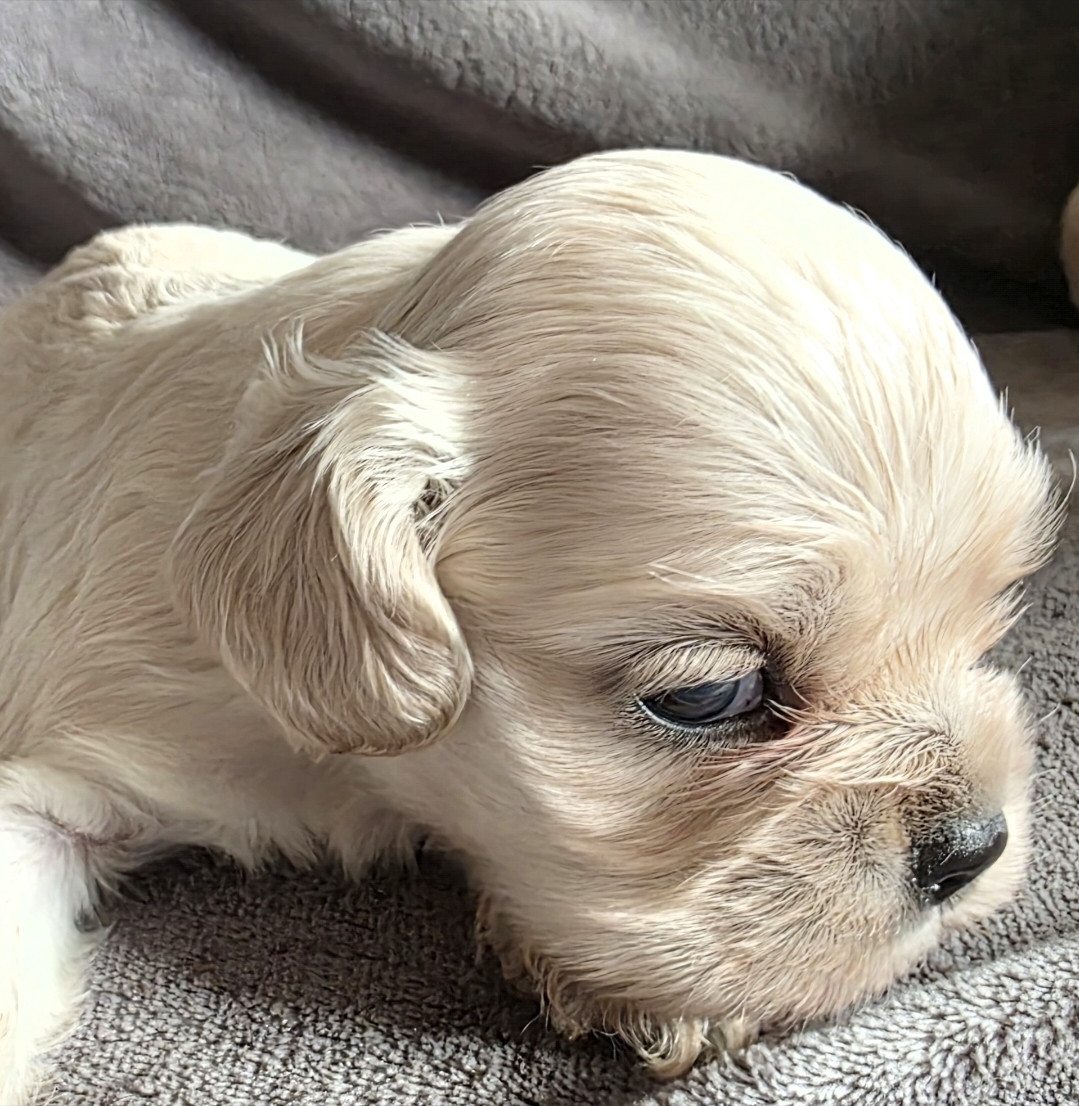 De L'écrin Des Précieuses - Chiots disponibles - American Cocker Spaniel