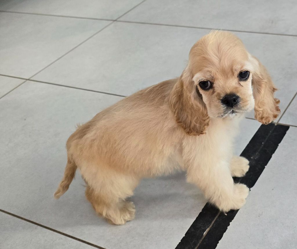 De L'écrin Des Précieuses - Chiots disponibles - American Cocker Spaniel