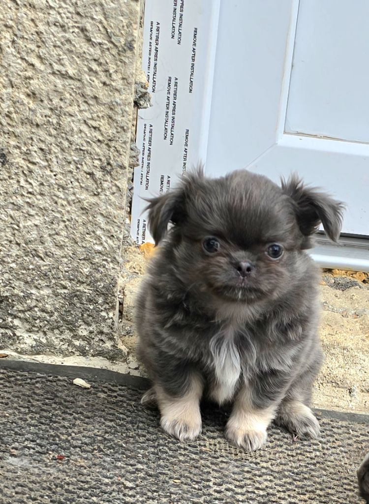 De L'écrin Des Précieuses - Chiots disponibles - Chihuahua