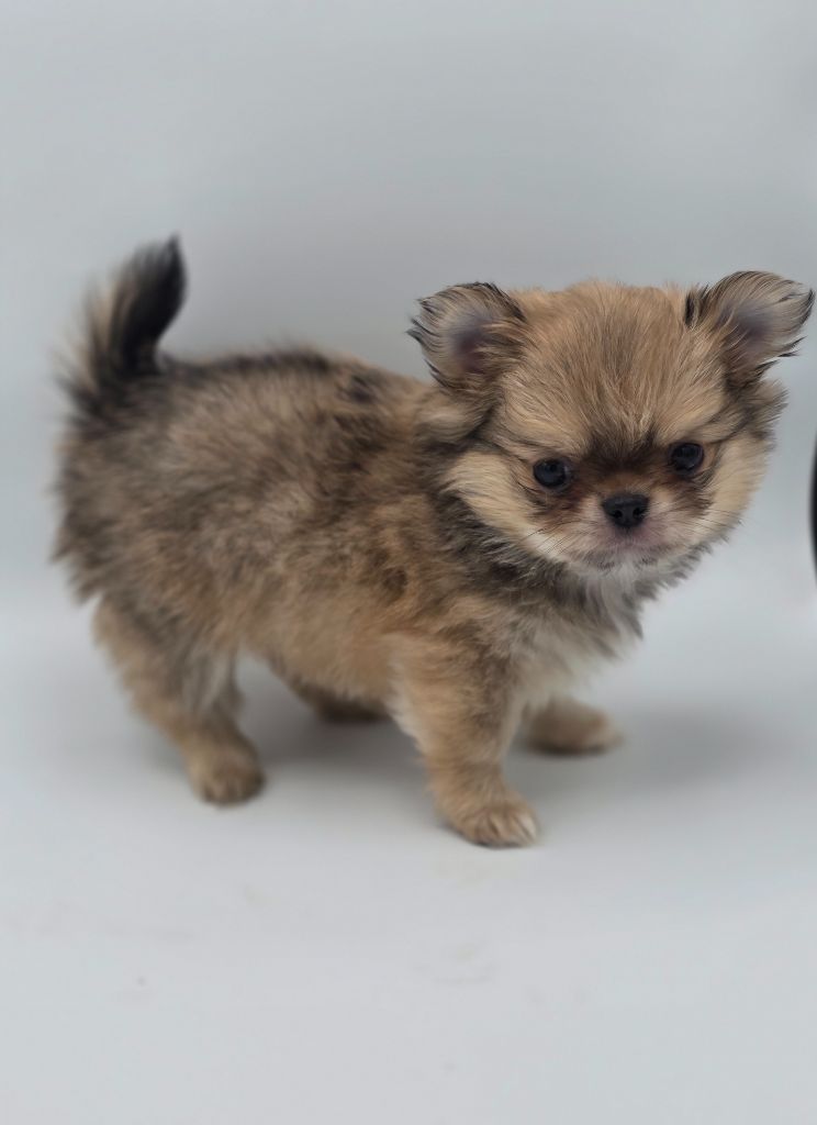 De L'écrin Des Précieuses - Chiots disponibles - Chihuahua