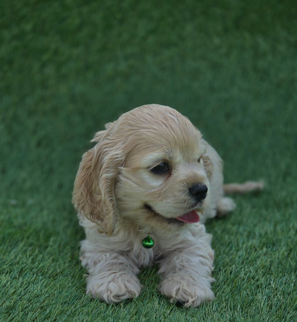 De L'écrin Des Précieuses - Chiots disponibles - American Cocker Spaniel