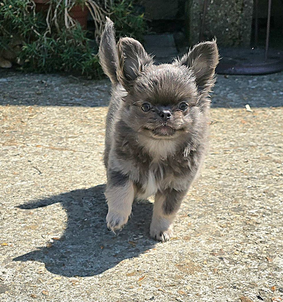 De L'écrin Des Précieuses - Chiots disponibles - Chihuahua