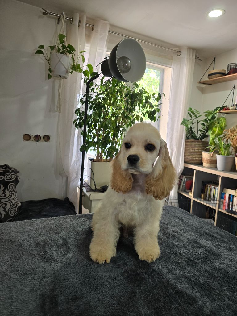 De L'écrin Des Précieuses - Chiots disponibles - American Cocker Spaniel