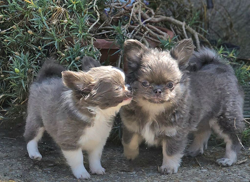 Chiot Chihuahua De L'écrin Des Précieuses