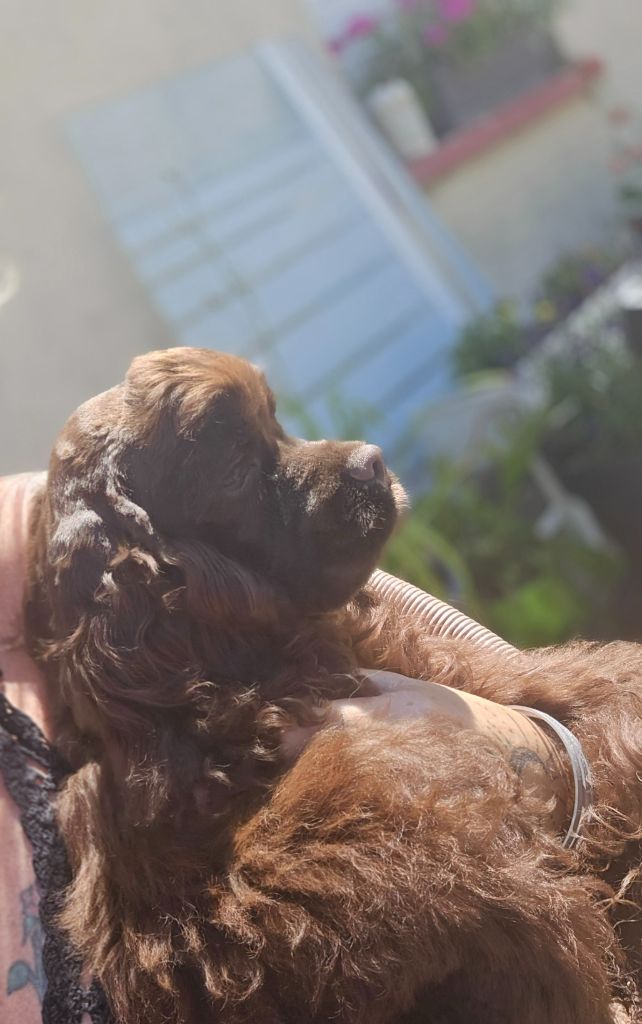De L'écrin Des Précieuses - Chiots disponibles - American Cocker Spaniel