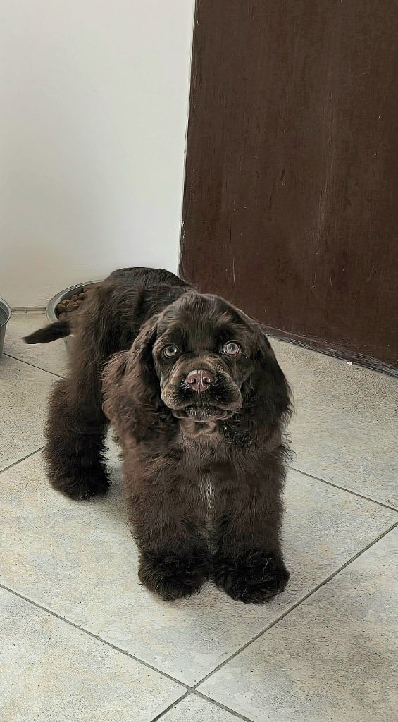 De L'écrin Des Précieuses - Chiots disponibles - American Cocker Spaniel