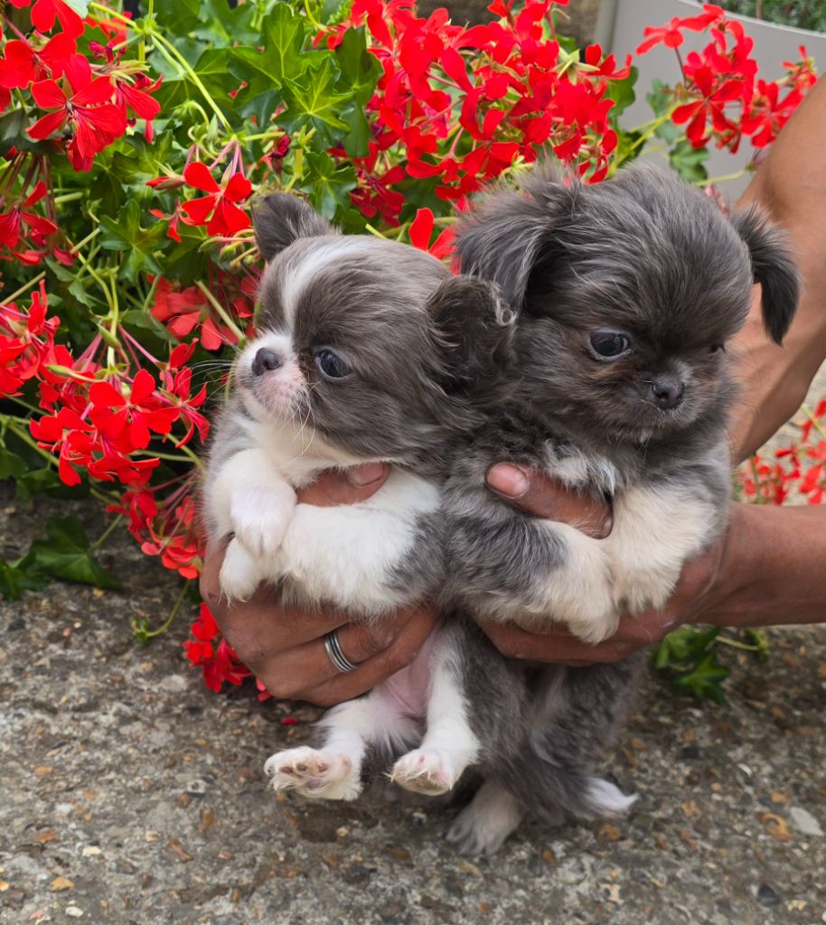 Chiot Chihuahua De L'écrin Des Précieuses