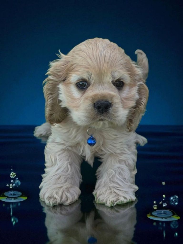 De L'écrin Des Précieuses - Chiots disponibles - American Cocker Spaniel