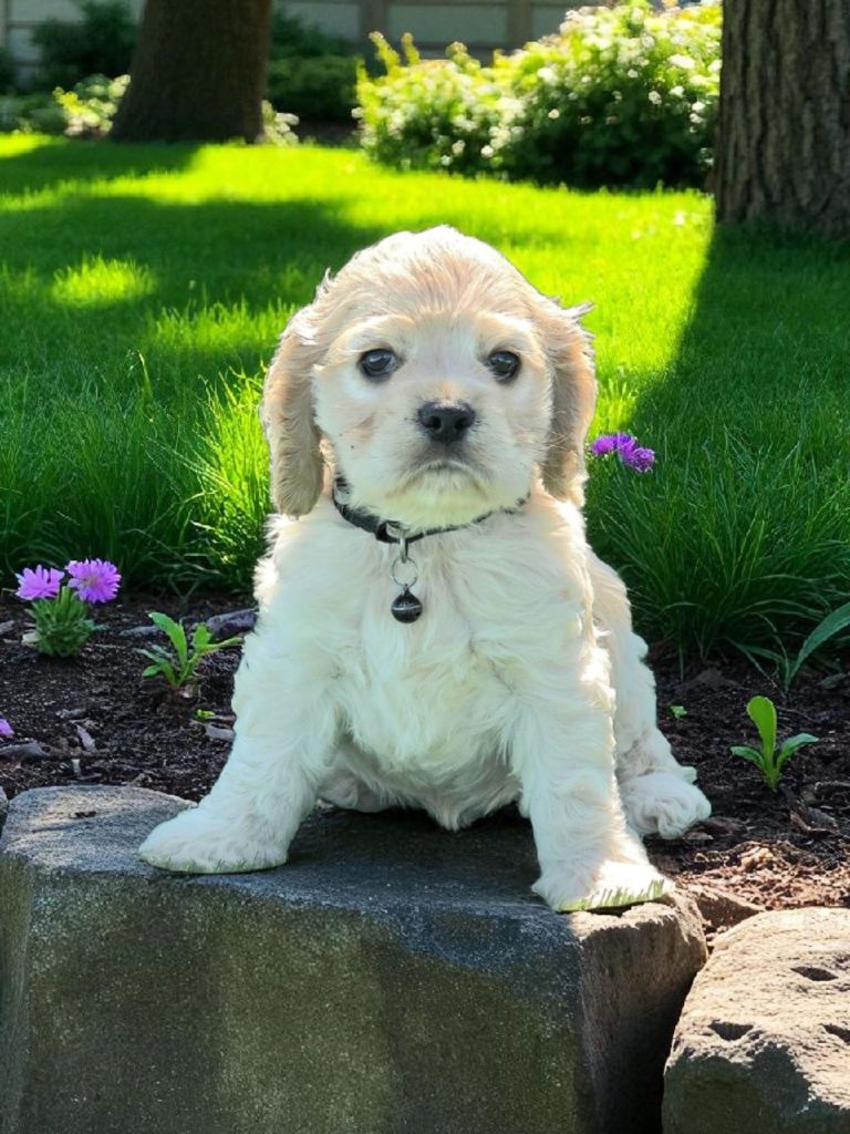 De L'écrin Des Précieuses - Chiots disponibles - American Cocker Spaniel