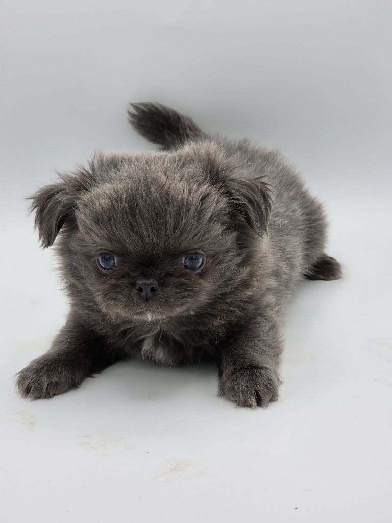 De L'écrin Des Précieuses - Chiots disponibles - Chihuahua