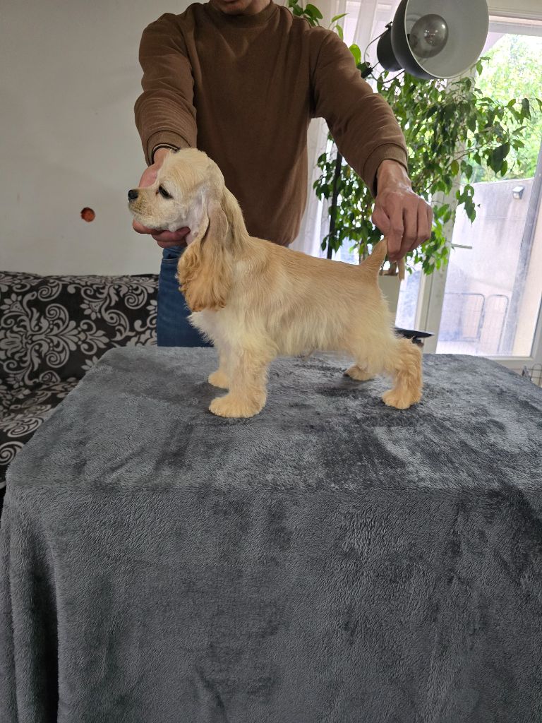 De L'écrin Des Précieuses - Chiots disponibles - American Cocker Spaniel